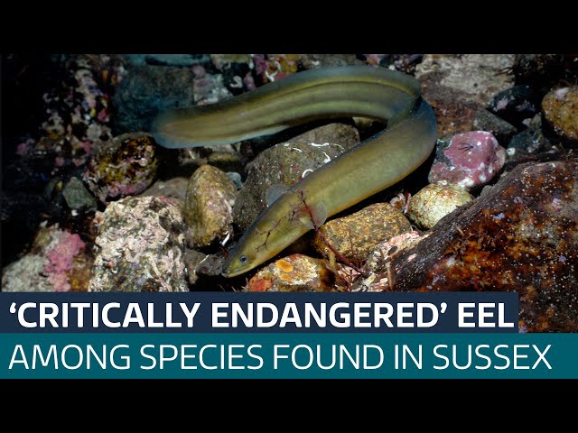 ⁣Shark among 81 species found along Sussex coastline by researchers | ITV News