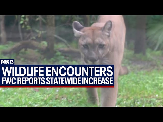 Human-wildlife interactions on the rise in Florida