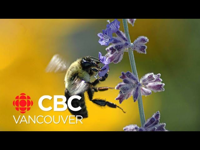 ⁣Non-native bees swarm Lower Mainland, UBC survey finds