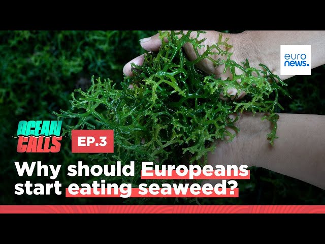 ⁣Why should Europeans start eating seaweed?