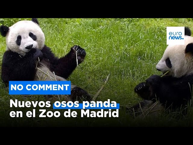⁣Escoltados como estrellas: la nueva pareja de osos panda llega al Zoo de Madrid procedente de China