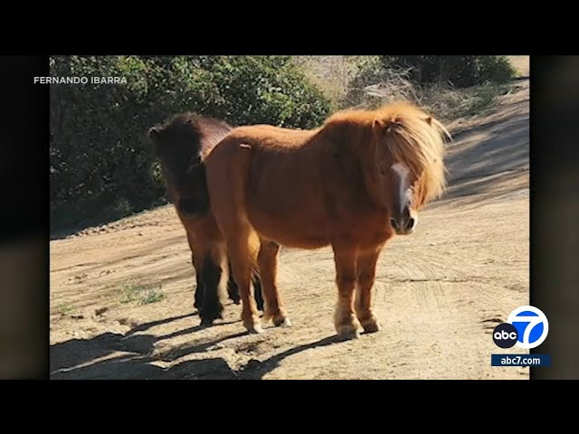 ⁣Inland Empire man heartbroken after his 2 ponies are shot and killed