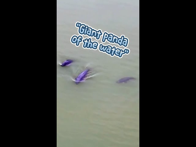 ⁣Yangtze finless porpoises spotted in China's Hunan