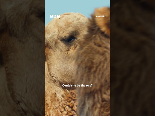 ⁣We've all been there  #Mammals #iPlayer #DavidAttenborough #Nature #Camels @bbcearth