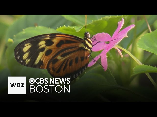 ⁣The Butterfly Place in Massachusetts brings a "spiritual peace" to visitors