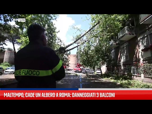 ⁣Maltempo, cade un albero a Roma: danneggiati 3 balconi