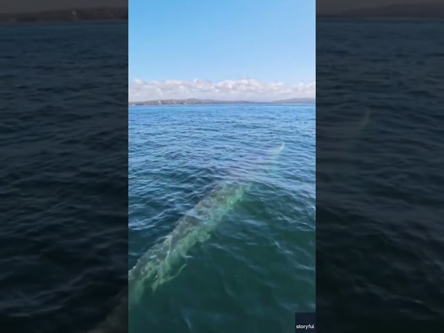 ⁣Watch: Trio of whales swim near paddleboarder #Shorts
