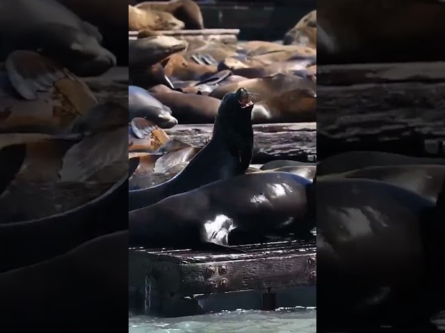 ⁣Drone footage: Massive gathering of sea lions pile each other #Shorts