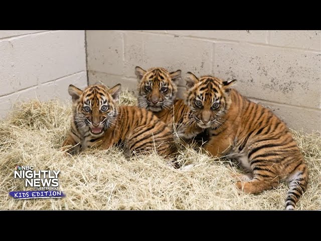 ⁣Nashville Zoo's newest stars are a trio of Sumatran Tigers | Nightly News: Kids Edition