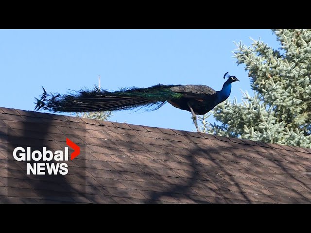 ⁣Peacocks roam free in small-town bird sanctuary after fateful flood