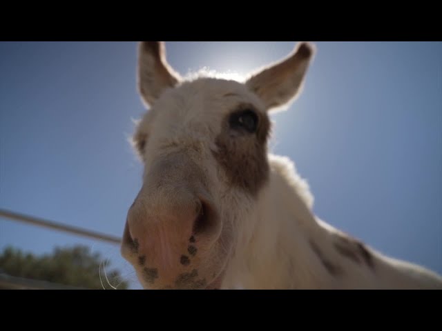 ⁣California Breakfast Burritos take in unwanted donkeys and help them find forever homes