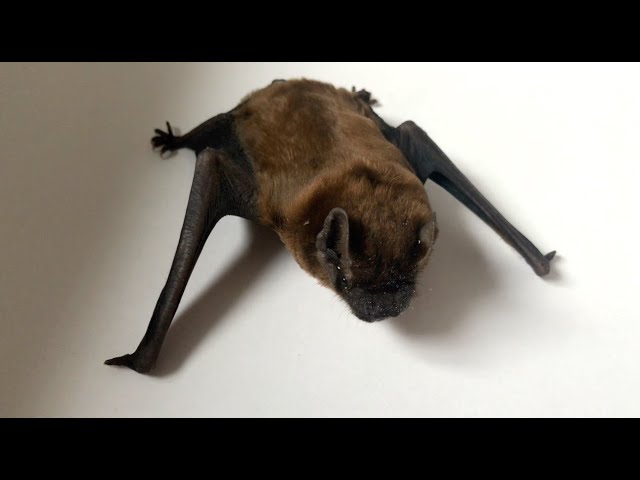 ⁣Health officials offer guidance after rabid bat is found in Ann Arbor home
