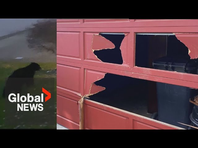 ⁣Hungry bear rips through garage door of BC home to get to garbage can