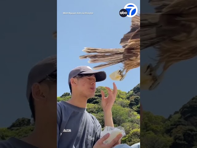 ⁣Falcon swoops in to steal man's sandwich in central Japan