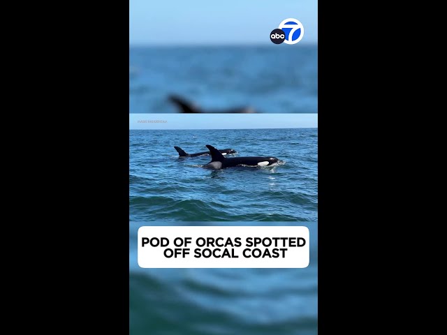 ⁣Rare white killer whale spotted among pod off Newport Beach coast