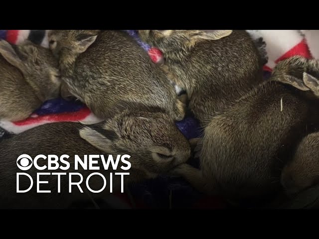 ⁣Macomb County deputy rescues baby rabbits that were thrown out car window