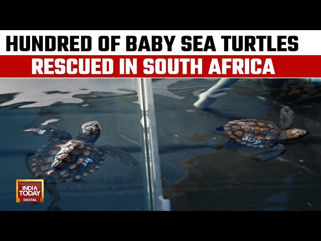 ⁣Hundreds Of Baby Sea Turtles Rescued After Rare Storm In South Africa Given Temporary New Home