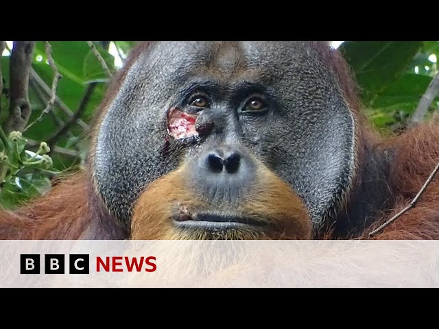 ⁣Wounded wild orangutan seen using plant as medicine | BBC News