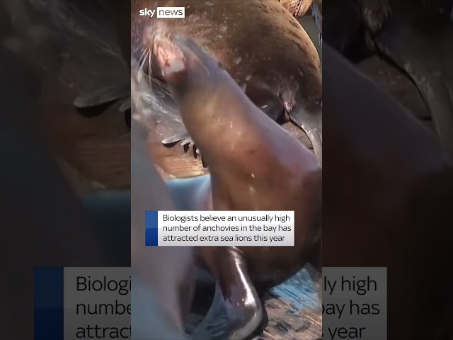 ⁣Record number of sea lions on pier