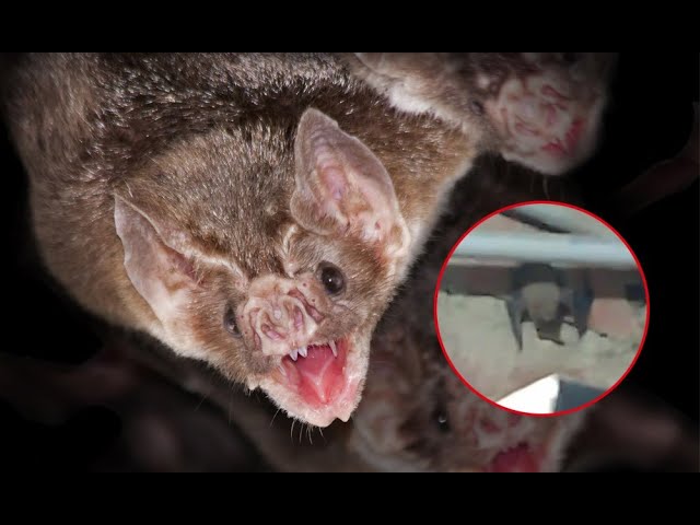 Murciélagos invaden casa en Pachacámac y vecinos temen que les pase rabia