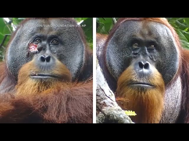 ⁣Wild orangutan seen treating his wound with medicinal plant - a first in wild animals