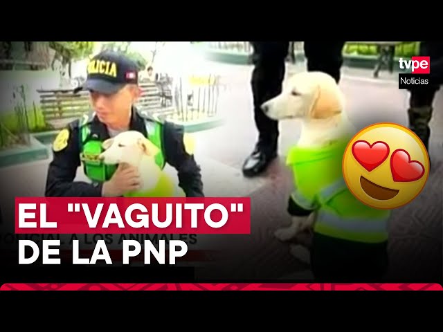 ⁣Piura: conoce a "Catacán", el perrito callejero que fue adoptado por la PNP y que comparan