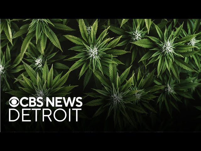 Detroit Public Schools sees surge in marijuana incidents, new road closures and more top stories