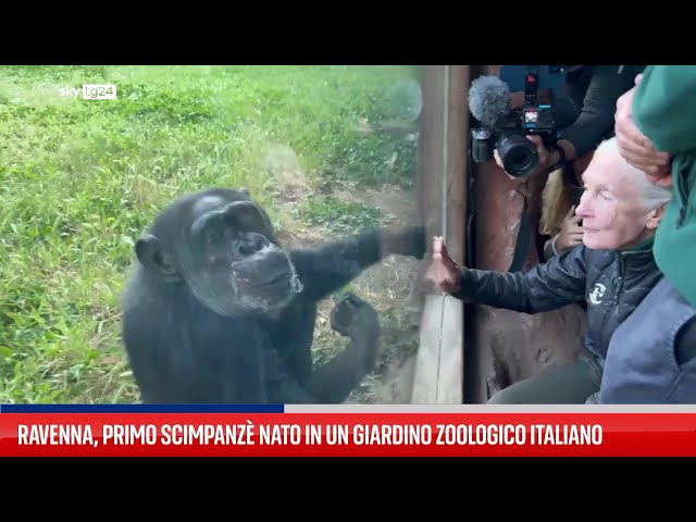 ⁣Ravenna, primo scimpanzè nato in giardino zoologico italiano