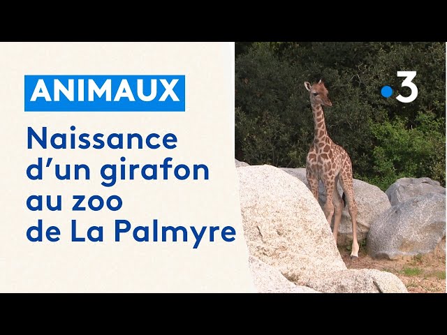 ⁣Naissance d'un girafon au zoo de La Palmyre