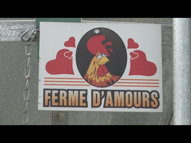 ⁣L'épicerie | La Ferme Poulets D'Amours (Archives - 22 juillet 2009)
