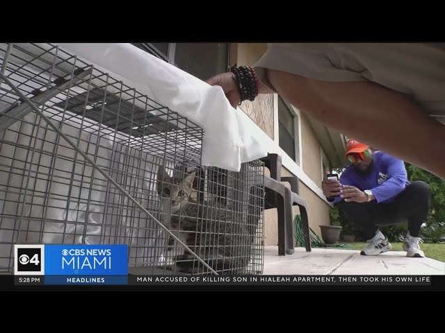 ⁣"TrapKing" animal rescuer comes down to South Florida to help with stray cat problem