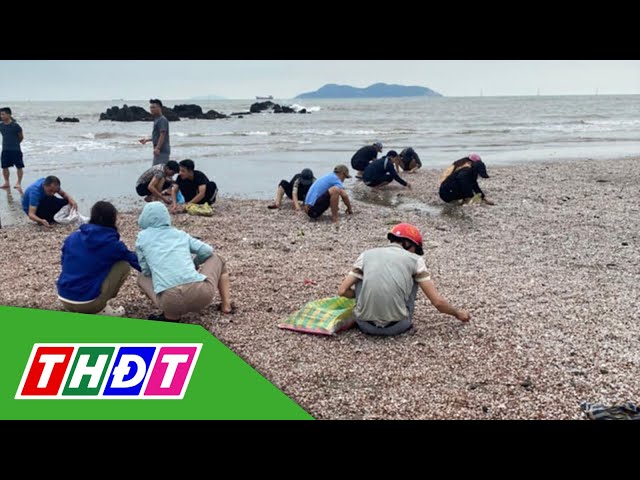 ⁣Người dân đổ xô ra biển Cửa Lò nhặt "lộc biển" | THDT