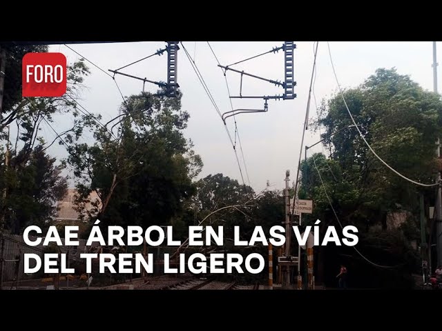 ⁣Enorme árbol cae sobre las vías del tren ligero en Xochimilco - Las Noticias