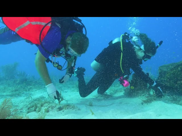 ⁣Over 600 scuba divers, volunteers take part in Florida Keys underwater, coastal debris removal