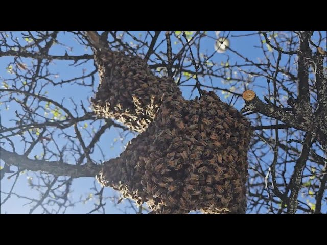 ⁣Bee swarm season arrives early to the Denver area