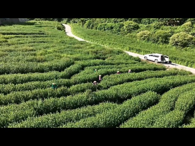 ⁣Tea industry drives rural revitalization in Metok in China's Xizang
