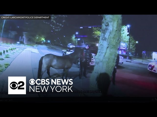 Escaped pony trots through streets of Larchmont. Watch the video.