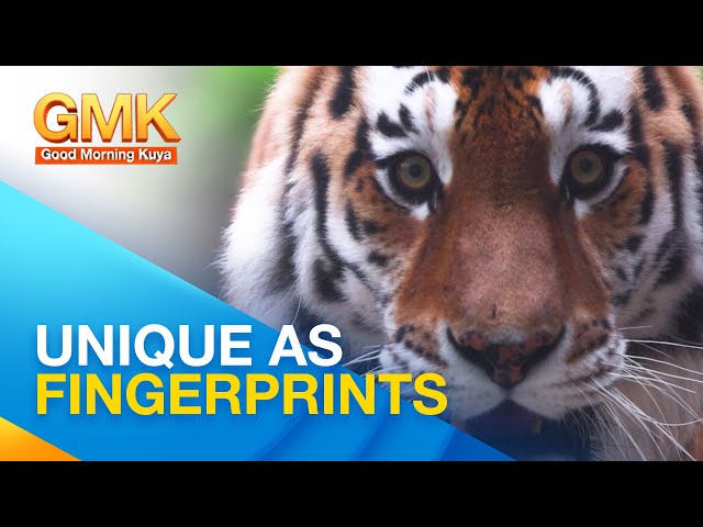 ⁣Tiger stripes pattern and their significance | Wonders of Creation