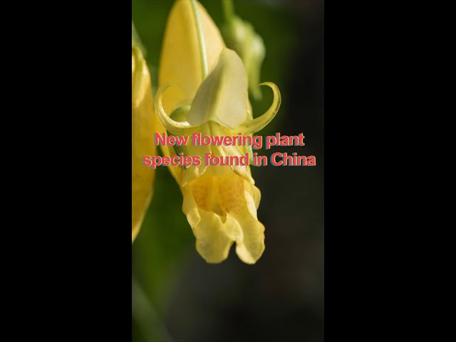 ⁣New flowering plant species discovered in SW China