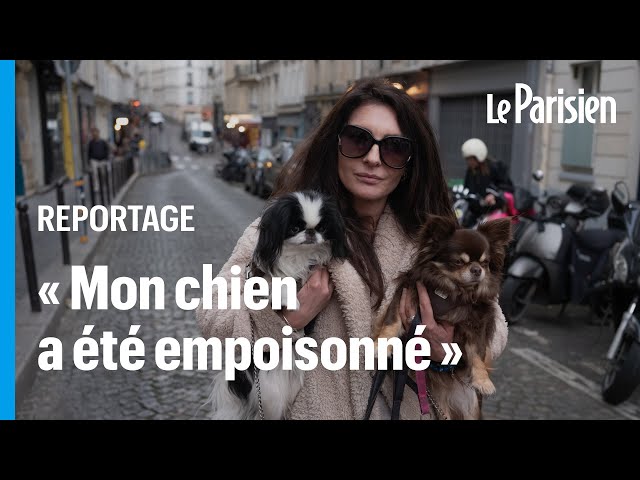 ⁣Après la mort d’Elvis, un chihuahua, ce coin de Paris abrite-t-il une empoisonneuse de chiens ?