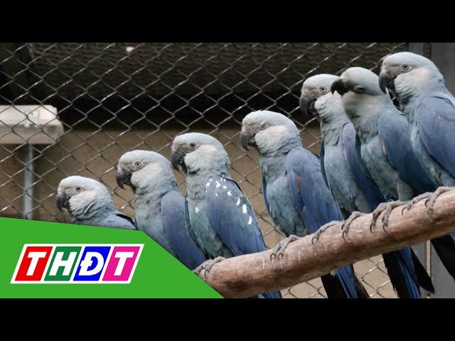⁣Bảo tồn vẹt xanh quý hiếm ở Brazil | THDT