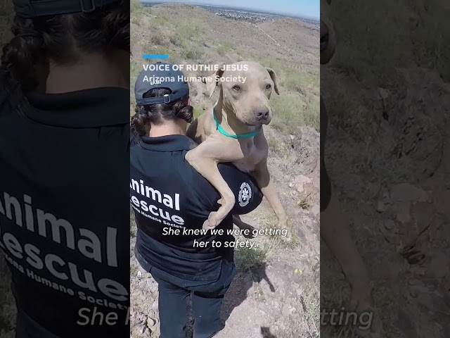Arizona Humane Society rescues dog from Lookout Mountain #Shorts