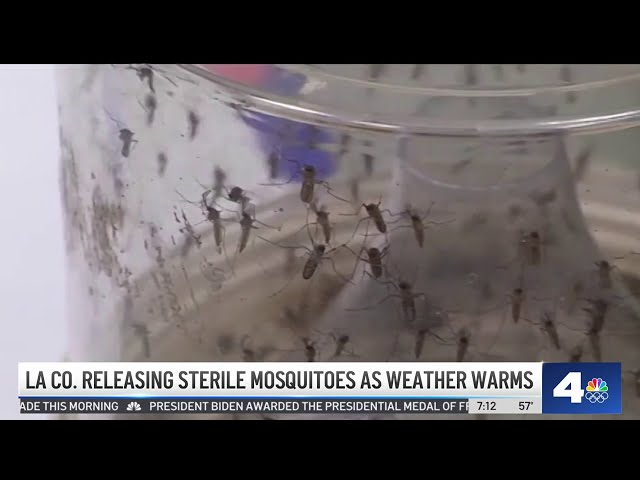 ⁣LA County releases sterile mosquitoes as warmer weather nears