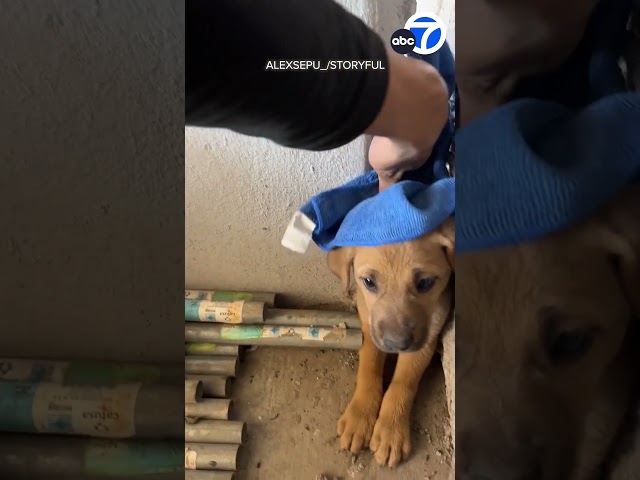 ⁣Adorable pup stuck in wall rescued by man with hammer and chisel