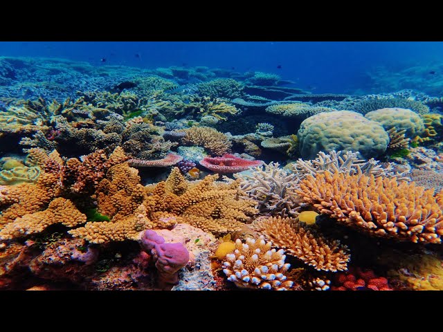 ⁣Southern Great Barrier Reef coral bleaching event becoming the most severe on record