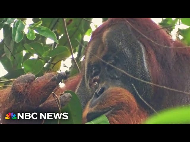 ⁣Orangutan believed to be first animal seen using medicinal plant as treatment