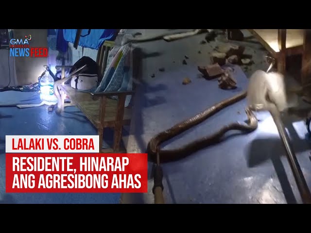 ⁣Lalaki vs. Cobra. Residente, hinarap ang agresibong ahas | GMA Integrated Newsfeed