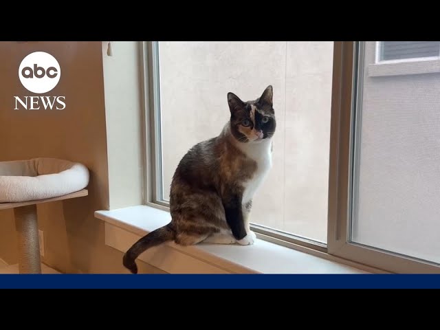 ⁣Cat shipped in Amazon return package reunited with owners