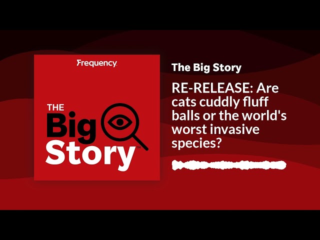⁣RE-RELEASE: Are cats cuddly fluff balls or the world's worst invasive species? | The Big Story