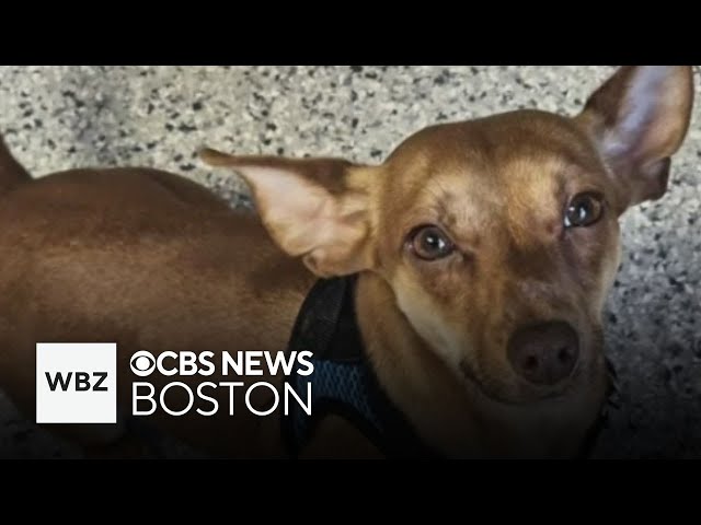 ⁣Dogs find new homes after Pet Parade appearances